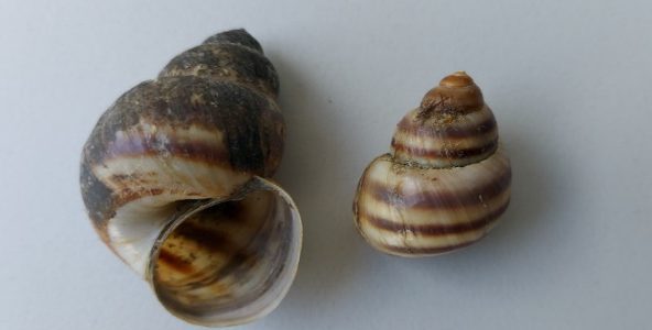 I molluschi