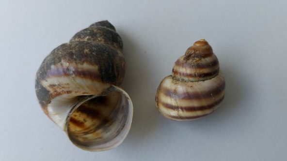 I molluschi