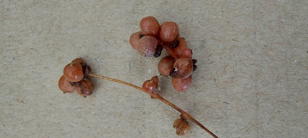 Potamogeton perfoliatus (frutti)