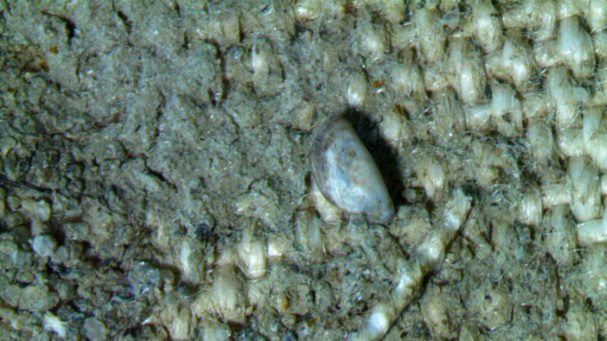 Dreissena polymorpha (originaria del Volga)