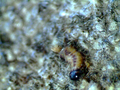 Larva