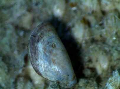 Dreissena polymorpha (originaria del Volga)