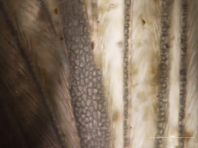 Osservazione al microscopio ottico delle barbule di una piuma di uccello (ingrandimento 20X)