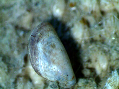 Dreissena polymorpha